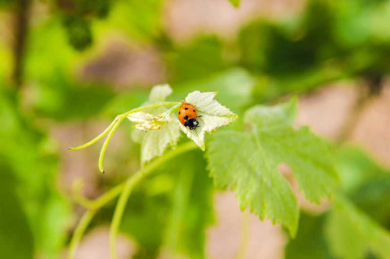Biodynamie Domaine FL