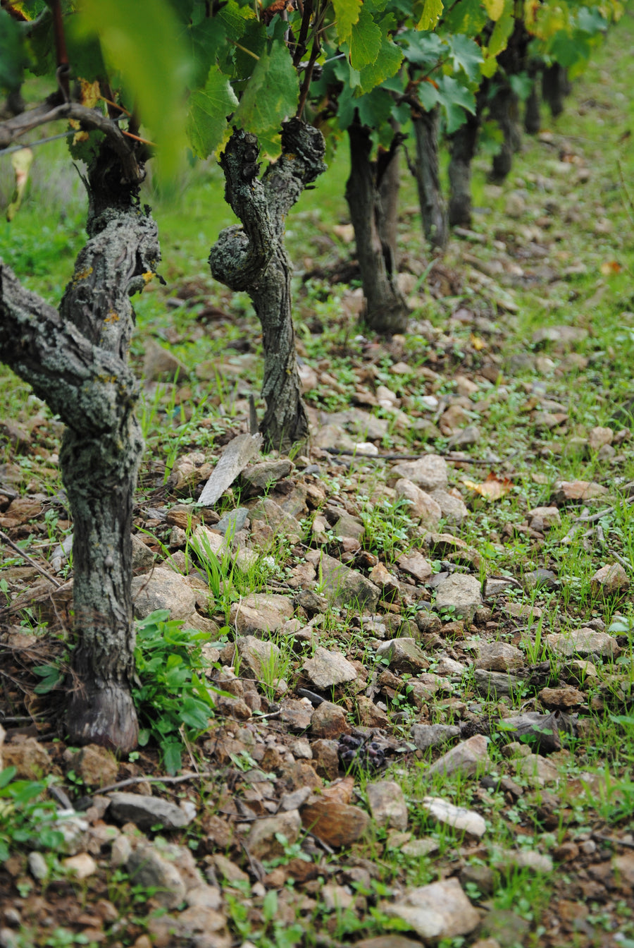 Le vignoble Domaine FL