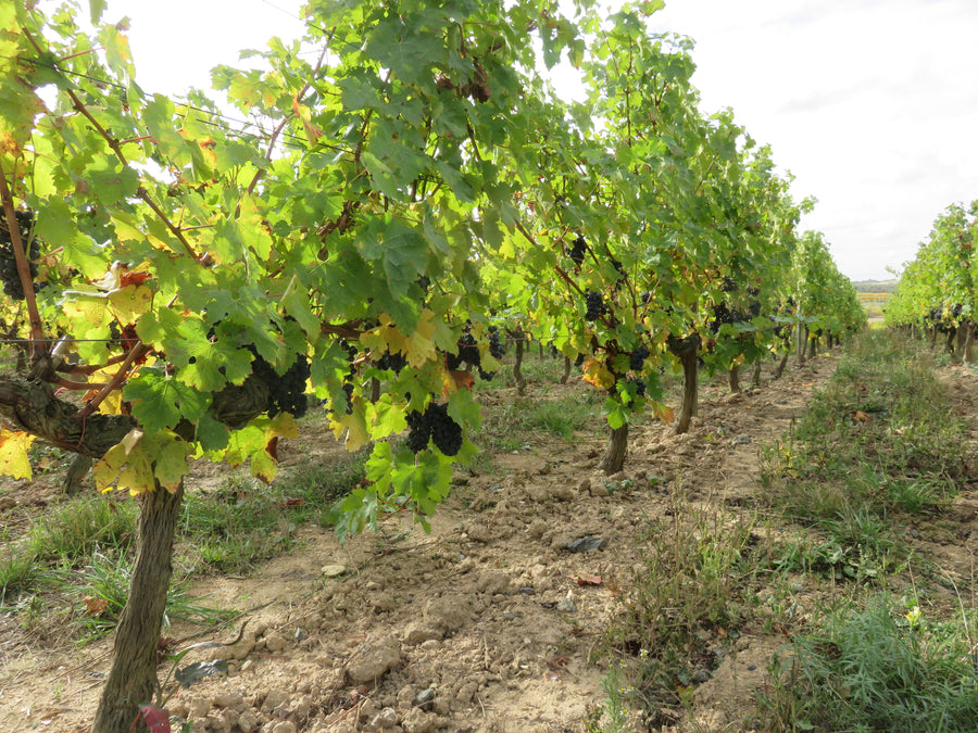 Escape Game dans les vignes